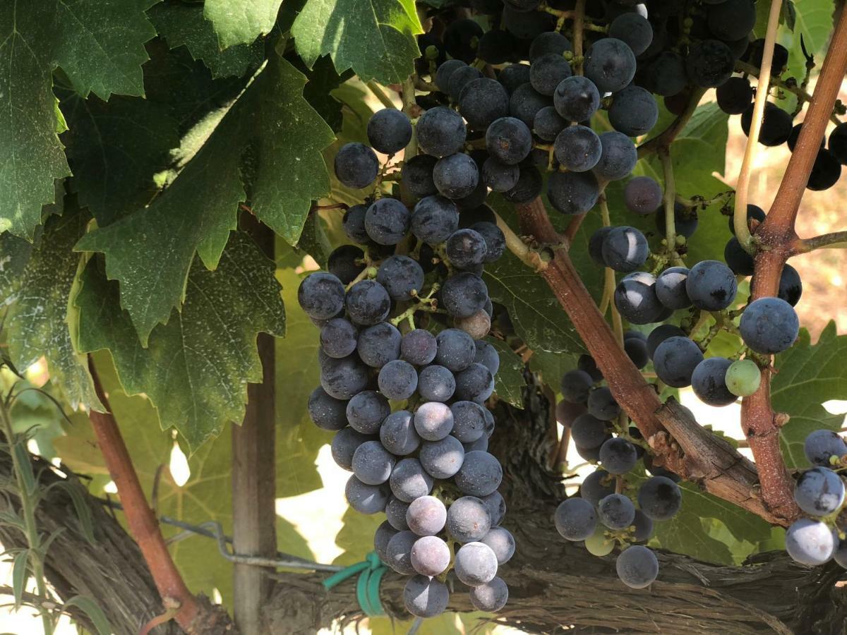Agriturismo Pieve De Pitti Terricciola Εξωτερικό φωτογραφία