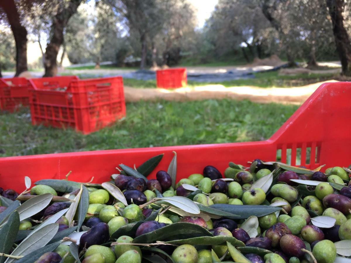 Agriturismo Pieve De Pitti Terricciola Εξωτερικό φωτογραφία