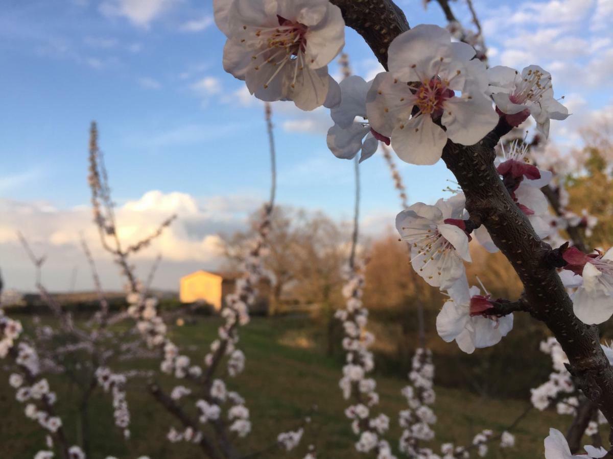 Agriturismo Pieve De Pitti Terricciola Εξωτερικό φωτογραφία