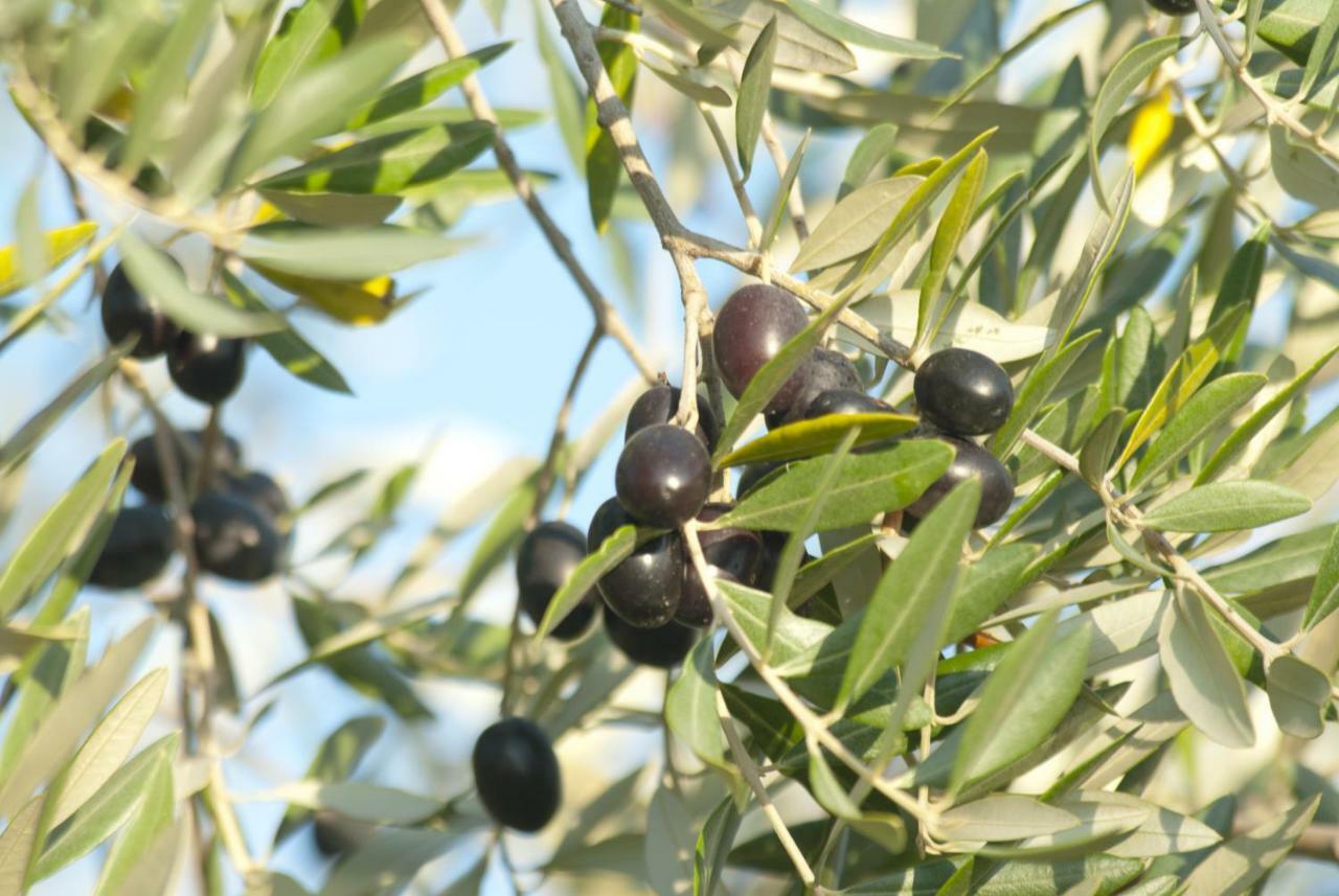 Agriturismo Pieve De Pitti Terricciola Εξωτερικό φωτογραφία